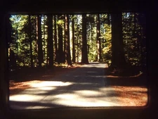 XAJ19 35mm Slide Photo Vintage 11-78-9 HUMBOLDT REDWOODS STATE PARK CALIF EEEEE