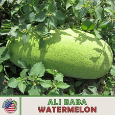 10 Ali Baba Watermelon Seeds, Heirloom, Heat & Drought Tolerant, Genuine USA