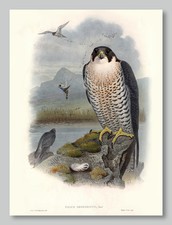 FAMOUS BIRD ART ~ CANVAS PRINT 36x24" ~ JOHN AUDUBON ~ Peregrine Falcon