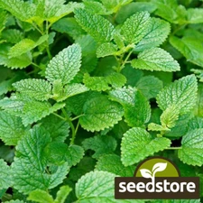 Lemon Mint Seeds | Lemon Bee Balm | Heirloom | Free Shipping | Seed Store | 1131