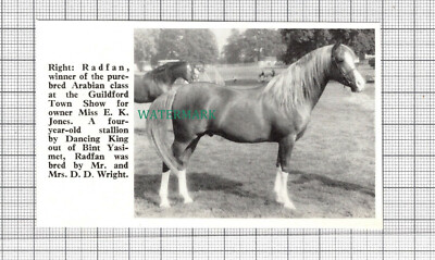 C2606) Radfan Araber Pferd Miss E K Jones Mrs DD Wright - 1968 Clip