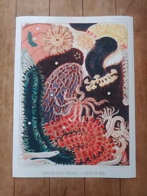 Barrier Reef Trepang The Great Barrier Reef of Australia (1893) Poster 18x24in