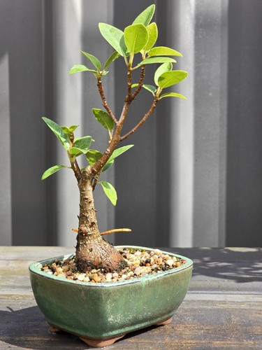 Port Jackson Fig BONSAI FREE EXPRESS POST Posted With The Pot