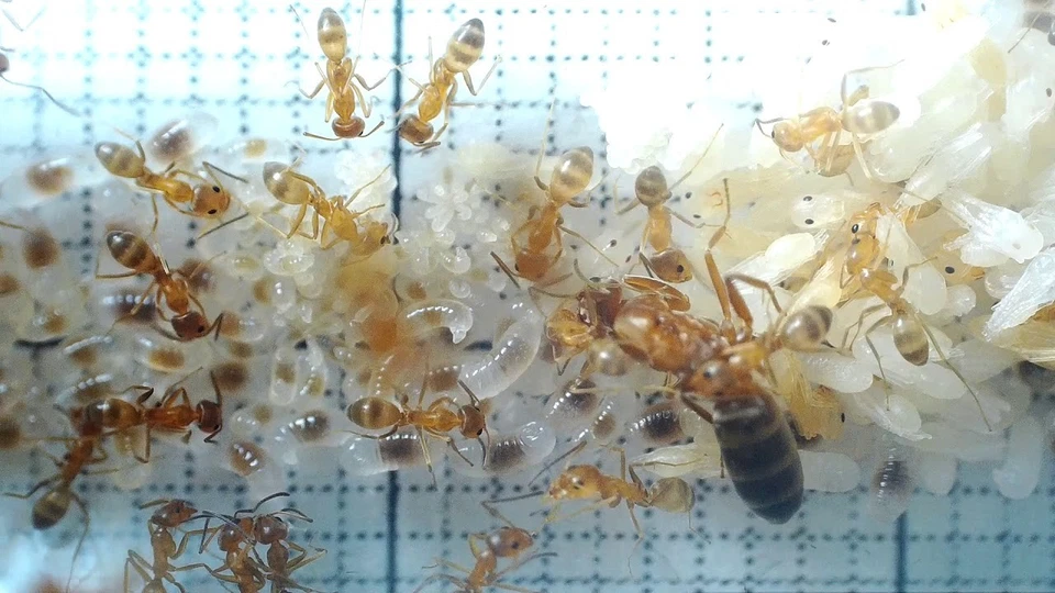 Colonia de hormigas Dorymyrmex Bureni (colonia inicial) ¡Mensaje para más detalles! Dorado! Foto 2 de 4