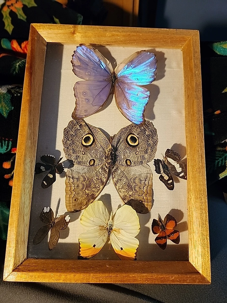 Vintage Butterfly Taxidermy for sale | eBay