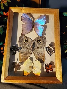 Vintage Butterfly Collection | eBay