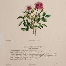 Rose Pompon de Bourgogne Botanik Louis Fourquemin handkoloriert Lithografie