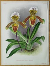 Linden Lindenia Originaldruck Folio Orchidee Cypripedium insigne - 1888