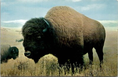 American Bison Exhibit Denver Colorado Vintage Postcard Spc10
