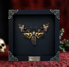 Entomology Wall Decor Real Death Head Moth Framed Collectible Mother’s Day Gift
