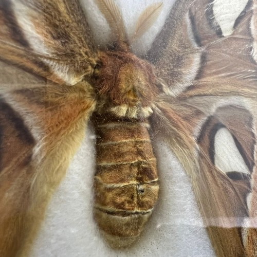 Vintage Attacus Atlas Moth Taxidermy Butterfly Yellow Large Wooden Frame Weird - Picture 7 of 19