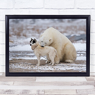 Living together Bär Churchill Manitoba Kanada Umarmung niedlicher Wandkunstdruck