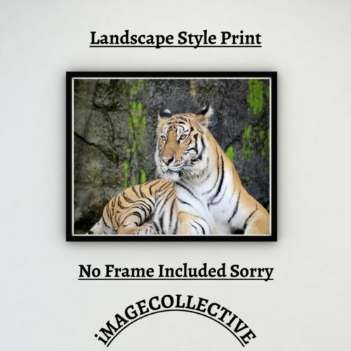 TIGER  CAT A4 PRINT PICTURE POSTER WALL ART HOME DECOR UNFRAMED GIFT NEW - Afbeelding 1 van 3