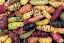Oca Tubers - Oxalis tuberosa - New Zealand Yam - Delicious 