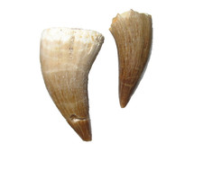 Cretaceous mosasaur reptile tooth fossil Pluridens serpentis display case #6