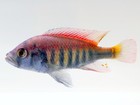 🌈 5 Pack Mixed Victorian Cichlids 1.5" (Pundamilia sp.) Active African Cichlids