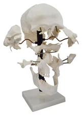 Beauchene Skull Model - 22 Parts, Mounted on Stand - Natural Size - Eisco Labs