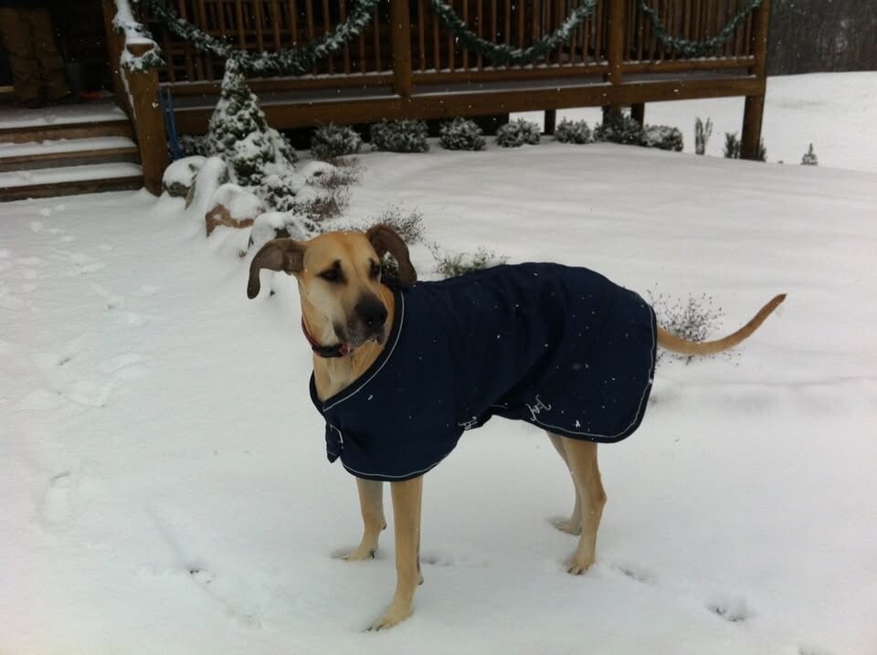 Giacca cappotto cane grande o pony piccolo