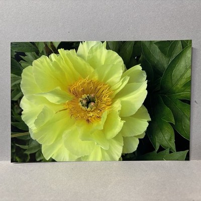 Vintage Found Photo Beautiful Yellow Peony Flower Full Bloom