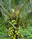 Dwarf Green Malayan  Seeds Organic. four Coconut seeds sprouted — photo 5
