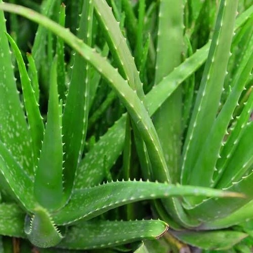 Organic Aloe Vera Leaves 1kg - Fresh + Pure - Picture 2 of 17