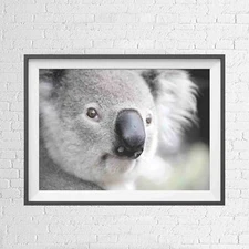 AUSTRALIAN NATIVE KOALA BEAR ANIMAL POSTER PICTURE PRINT Sizes A5 to A0 **NEW**