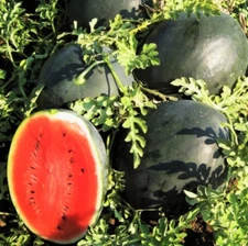 15+ Giant Black Diamond Watermelon Seeds - Heirloom - Organic ------/   30-50lbs