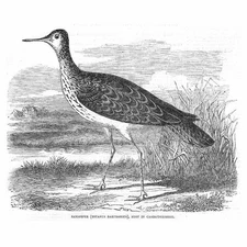 A Sandpiper shot in Cambridgeshire - Antique Print 1855