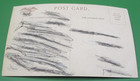 ANTIQUE ST. PATRICK'S DAY Postcard IRISH White Pipe Ireland Pat's Dudeen Parade — photo 3