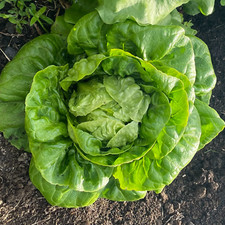 Winter Lettuce Seeds Winter Density 400 Fresh Vegetable Seeds Over Winter Hardy