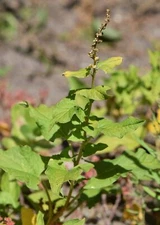 1,000 CHENOPODIUM BONUS-HENRICUS Seeds (Good-King-Henry) | Free shipping