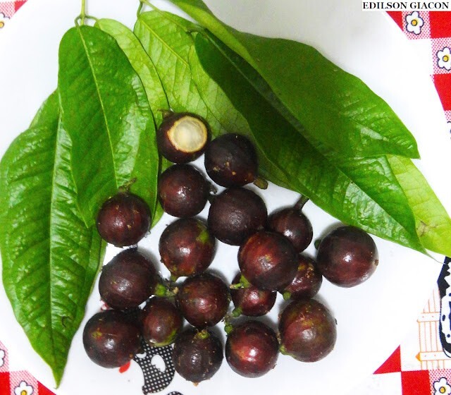 JABUTICABA da ESALQ (Plinia phitrantha "ESALQ)