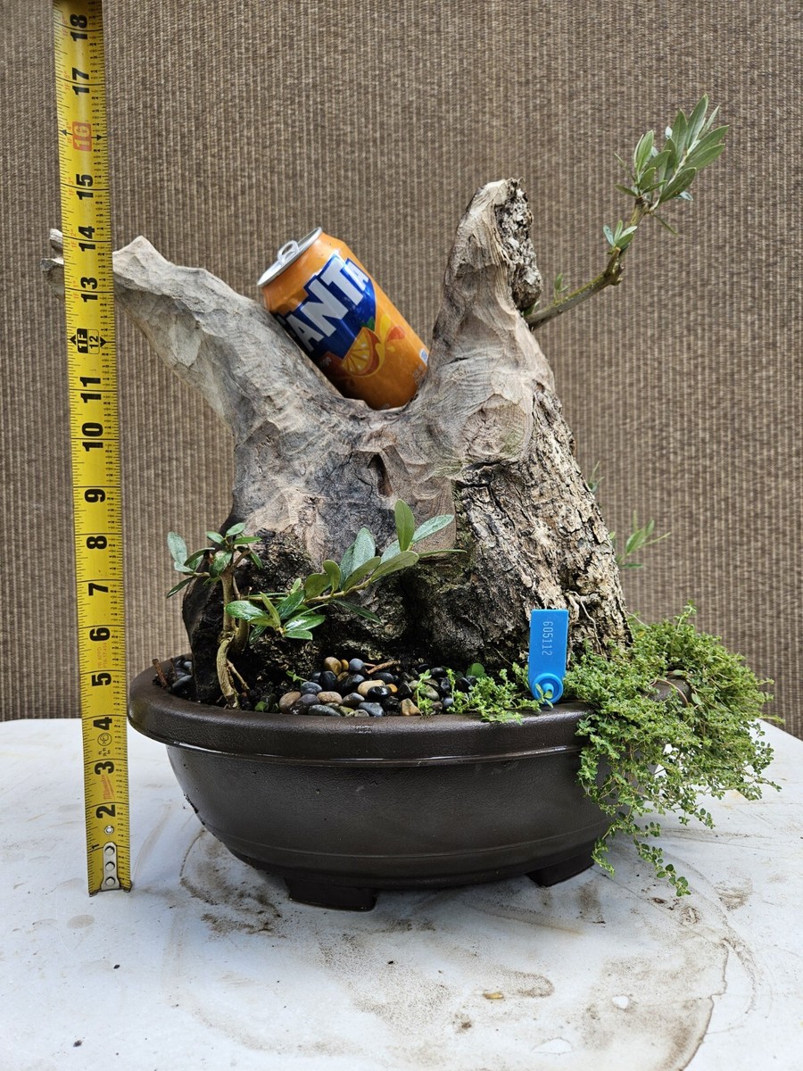 OLD MOUNTAIN TRADMAN'S BONSAI カケモノ s-l1200.jpg