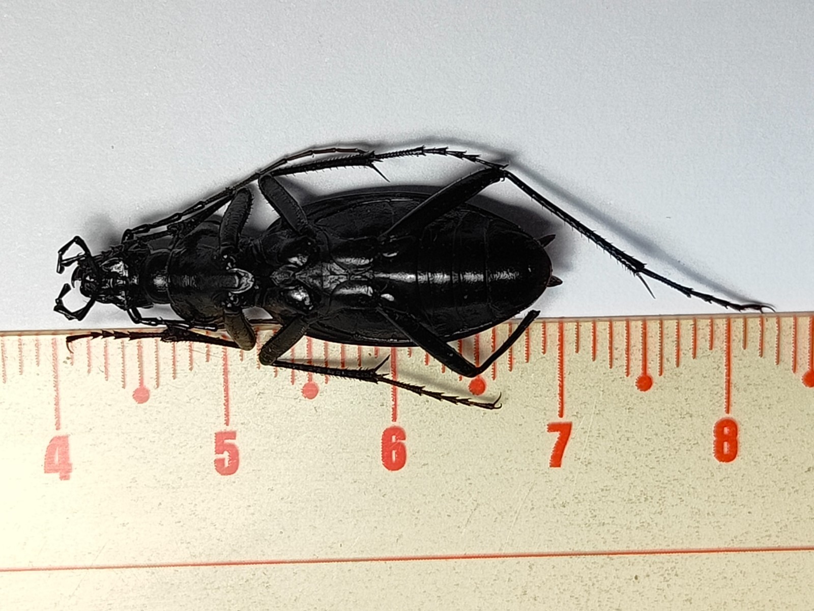 D98767-insects Carabidae from Vietnam North