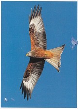RED KITE, BARCUD COCH ~ USED ~ POSTED