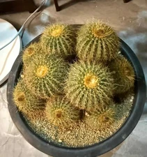 Parodia schumanniana Self Rooted WYSIWYG Boutique