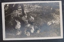 1933 art postcard RABBIT Den Home Life in a Lakeland Wood RPPC Abraham Keswick