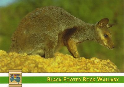 Australien: Postcard: Black Footed Wallaby -Schwarzfuß- Wallaby -kleines Känguru
