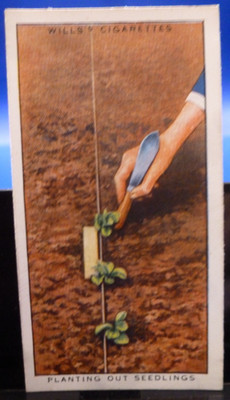 1938 W.D. & H.O. Wills Garden Hints #42 Planting Out Seedlings GD/VG
