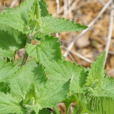 1000 CATNIP SEEDS  PERENNIAL  catmints  NON-GMO  HERB 