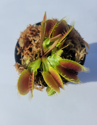 Large Sized Big Mouth Venus Flytrap (Fly Trap Carnivorous Plants) 3 inch  pot | eBay