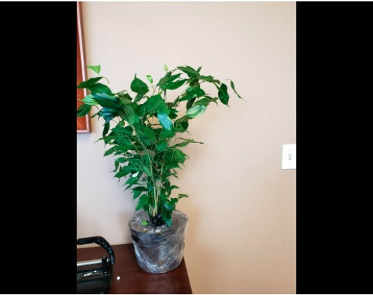 Ficus Benjamina Wintergreen Weeping Fig Large Tree For Sale Online Ebay