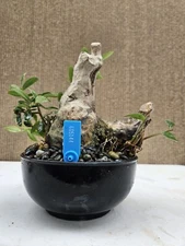 Old European Olive Bonsai Tree,,, SALE