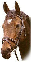 Sabre Richmond Flash Bridle Sabre Richmond Flash Bridle