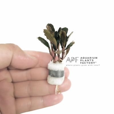 Bucephalandra Brownie Ghost | Aquarium Plants Factory® | eBay
