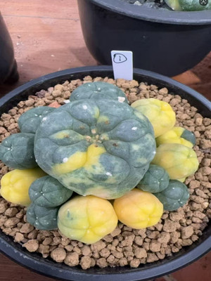 Succulent cactus Plant variegated family indoor and selfroot WYSIWYG*1