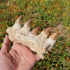 Authentic Mosasaur Jaw Fossil from Morocco Rare Marine Reptile Fossil Jawbone