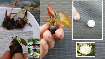 Set Zwerg-Seerosen für den Teich weiße Seerose Teichpflanze Gartenteich blühend