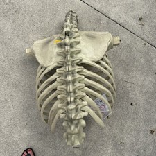 Home Depot 12ft Skeleton Replacement Repair Part Rib Cage Part M
