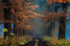 Landscape fall shrubs mist trees road path leaves nature Custom Gaming Mat Desk